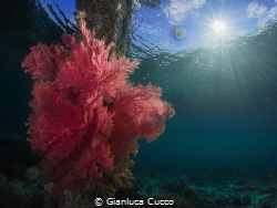 Gorgonia (Melithaea ochracea)shot during a dive from the ... by Gianluca Cucco 